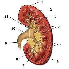 Riñones artificiales