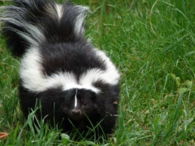 Day I get my pet skunk