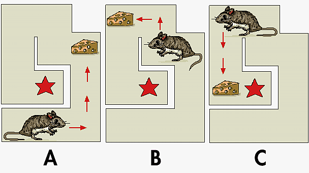 Teoría del condicionamiento operante de Skinner