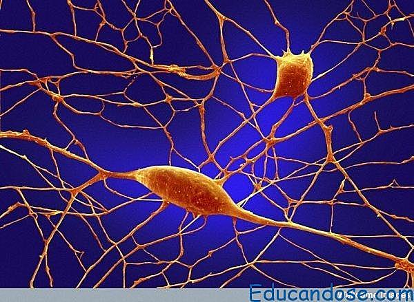 JE Purkinje: Primera descripcion de la neurona