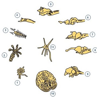 Timeline: EVOLUCIÓN DEL SISTEMA NERVIOSO