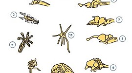 Timeline: EVOLUCIÓN DEL SISTEMA NERVIOSO