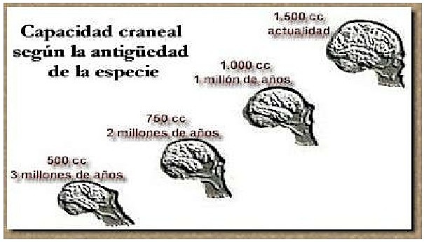 Características craneales.