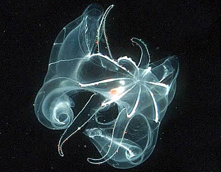 Surgimiento de las primeras neuronas