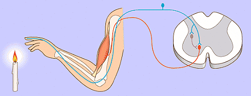 RENE DESCARTES 1596-1650