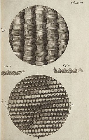Robert Hooke 1635-1703