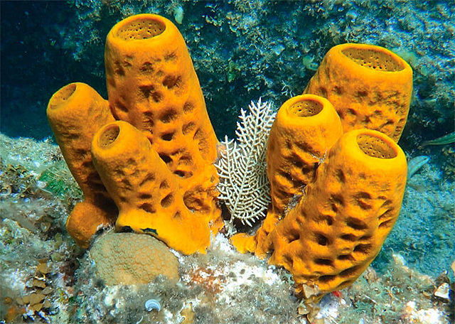 Surgimiento de las primeras neuronas