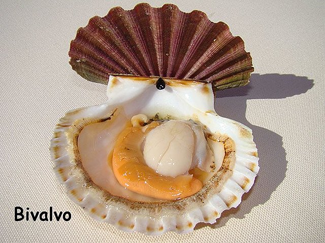 La aparición de al menos dos tipos de organización nerviosa.