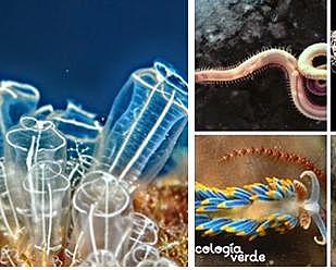 El surgimiento de la primera agrupación neuronal