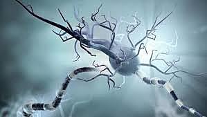 ¿Cuándo surgieron las primeras neuronas y en qué organismo?