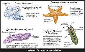¿Qué organizaciones nerviosas existen en la naturaleza?