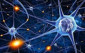 ¿Cuándo ocurrió por primera vez la agrupación de neuronas? ¿En qué organismo?