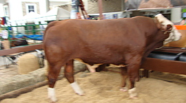 Timeline: HISTORIA DE LA MICROBIOLOGIA