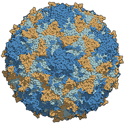 POLIOVIRUS