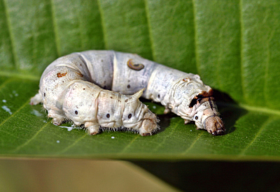 La segunda etapa: la larva (oruga)