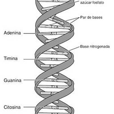 Timeline: Principales Descubrimientos del DNA