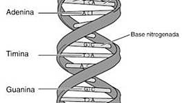 Timeline: Principales Descubrimientos del DNA