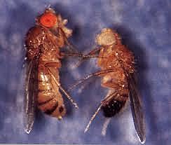 Drosophila con ojos blanco.