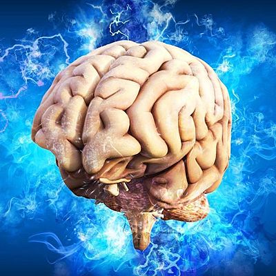 Timeline: EVOLUCIÓN DEL CEREBRO