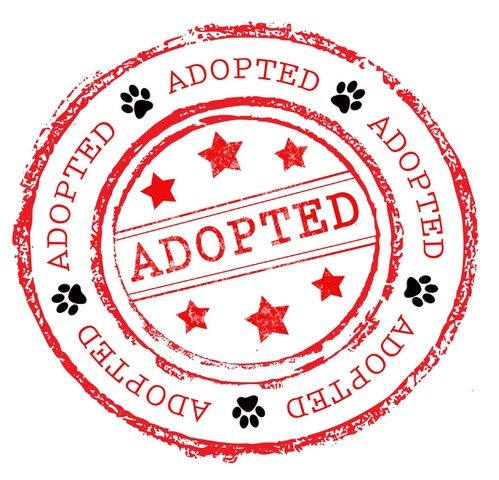 Adopted;The Gypsy's Left me on the front door step!