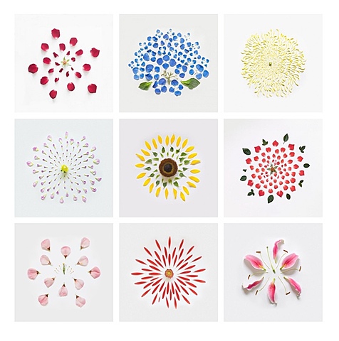 Tina - Naturel / artificiel / Fong Qi Wei: "Exploded flowers"