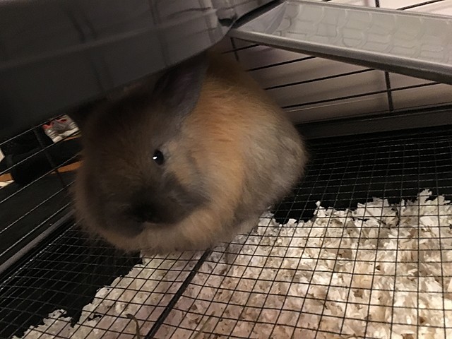 I Got My Pet Bunny Nala!