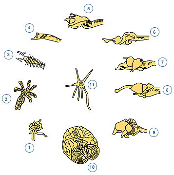Surgimiento del sistema nervioso