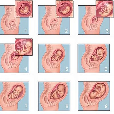 Timeline:                                 ETAPAS DEL EMBARAZO