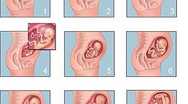 Timeline:                                 ETAPAS DEL EMBARAZO