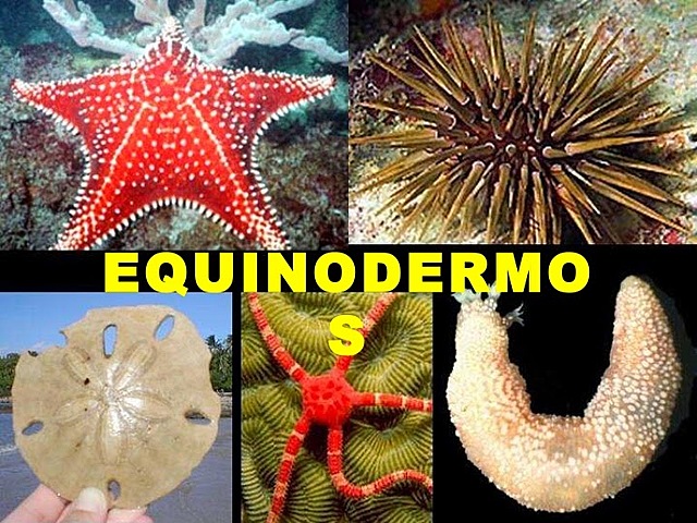 Aparición de agrupaciones nerviosas.