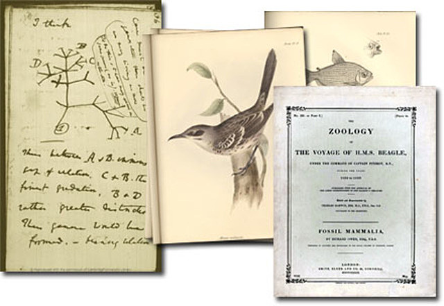 Wallace comianza su interés por la historia natural.