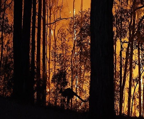 La biodiversidad australiana, en llamas