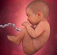 PRENATAL ( embrion o feto)