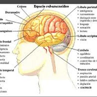 Timeline: Desde los orígenes al presente: las neurociencias de la conducta, un viaje que no se detiene