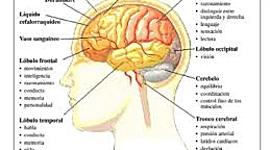 Timeline: Desde los orígenes al presente: las neurociencias de la conducta, un viaje que no se detiene