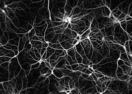 Organizaciones nerviosas/Pistas neuronales