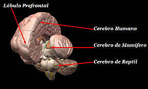 Se hizo complejo el cerebro