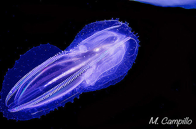 Surgió el sistema nervioso