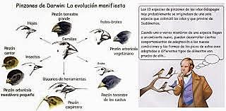darwin trabaja en la redacción de su viaje
