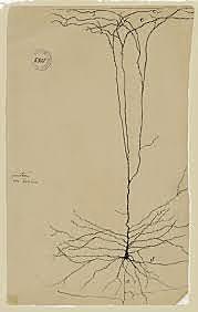 Santiago Ramón y Cajal y la neurona