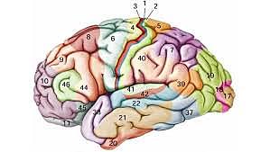 Las áreas de Brodmann
