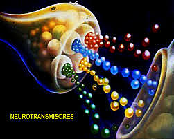 Los neurotransmisores