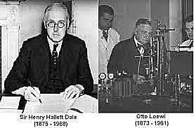 Henry Hallet (1857 - 1968) y Otto Loewi (1873 - 1961)