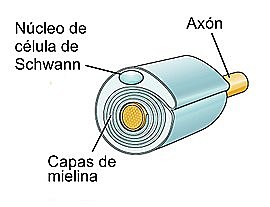 CÉLULAS DE SCHWANN