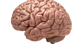 Timeline: Historia del Cerebro