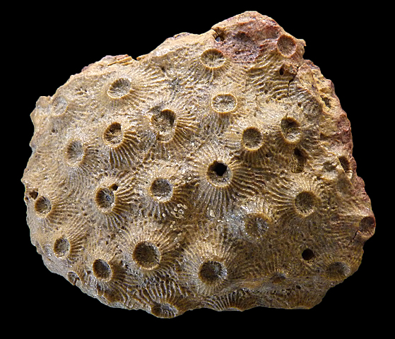 ¡Las Primeras Neuronas!