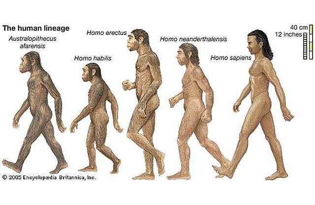 Aparecen los homínidos