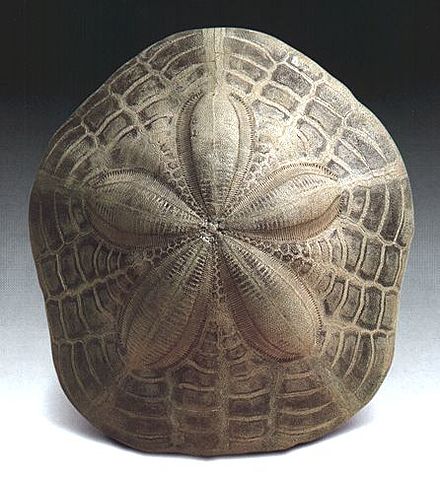 Sistemas Nerviosos Alternativos