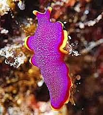 Surgimiento de organismos bilaterales (simétricos)