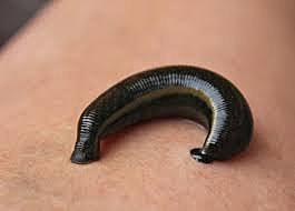 Surgimiento de los Anélidos